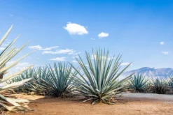 Agave - Reed Diffuser