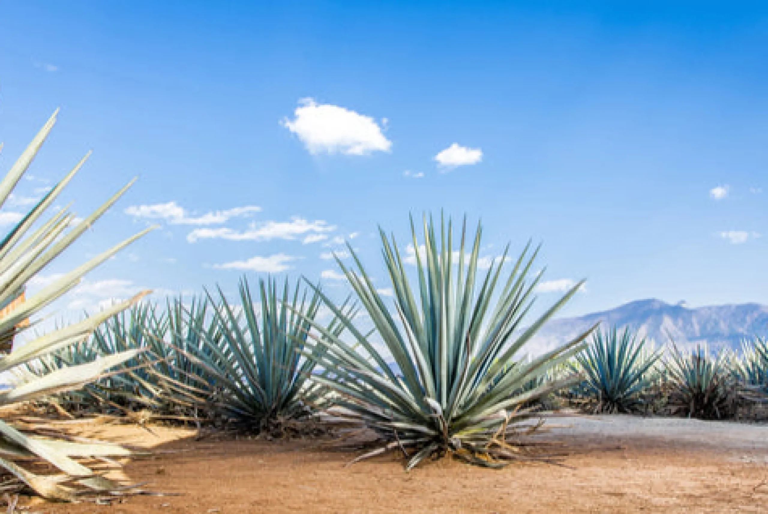 Agave Scented Candle