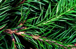 Balsam Fir - Soy Tarts