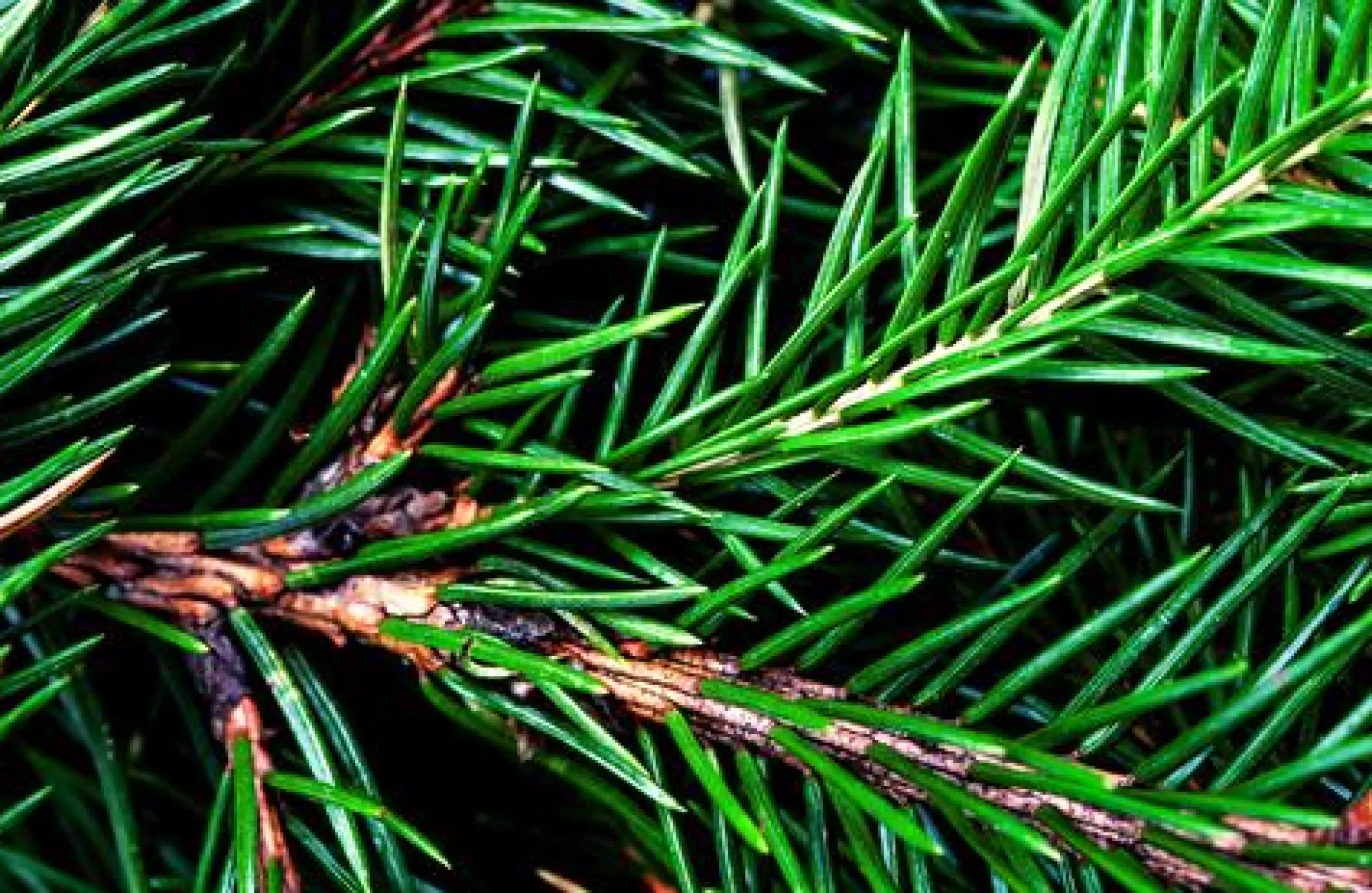 Balsam Fir - Soy Tarts