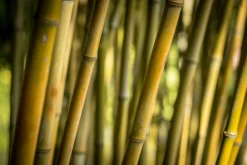 Bamboo - Reed Diffuser