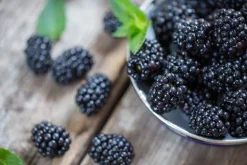 Blackberry - Soy Tarts