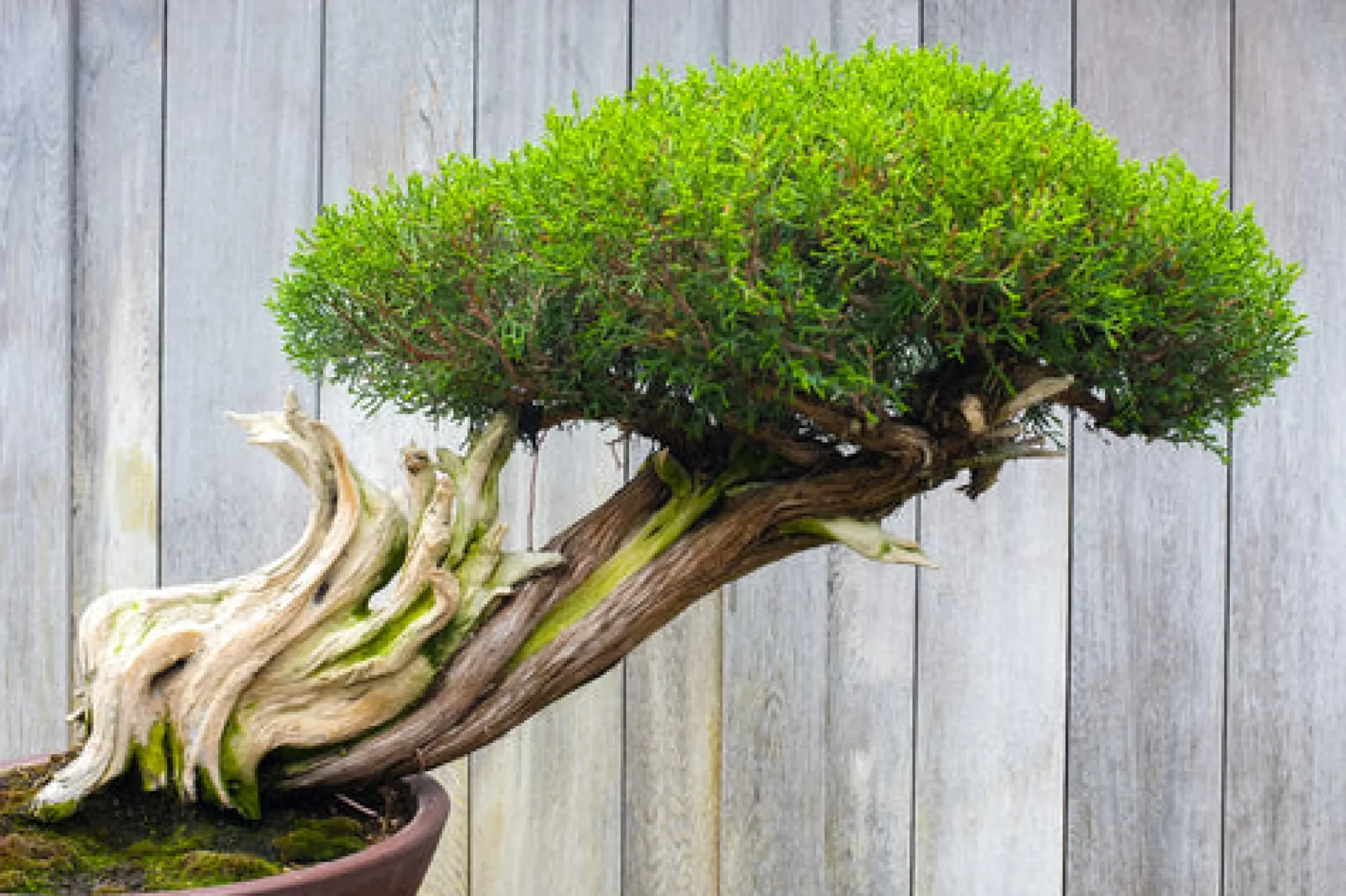 Bonsai - Reed Diffuser