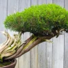 Bonsai - Soy Tarts
