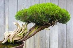 Bonsai Scented Candle