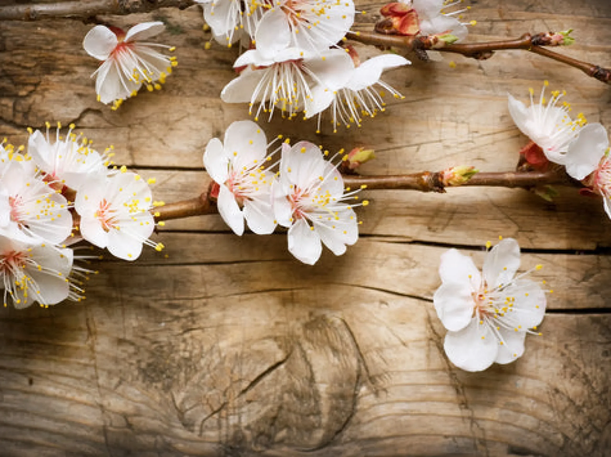Cherry Blossom - Reed Diffuser