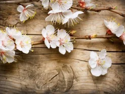 Cherry Blossom - Soy Tarts