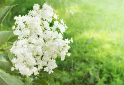 Elderflower - Soy Tarts