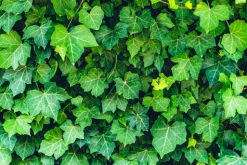 English Ivy - Reed Diffuser