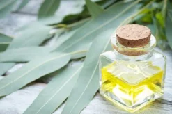Eucalyptus - Soy Tarts