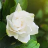 Gardenia - Soy Tarts