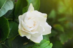Gardenia - Soy Tarts