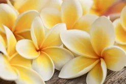 Hawaiian Lei - Reed Diffuser