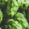 Hops - Soy Tarts