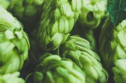 Hops - Soy Tarts