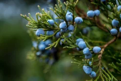 Juniper - Reed Diffuser