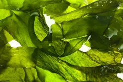 Kelp Scented Candle