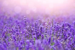 Lavender Fields - Soy Tarts