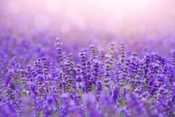 Lavender Fields Scented Candle