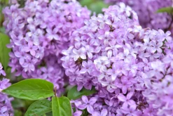 Lilac - Reed Diffuser