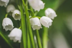 Lily of the Valley - Soy Tarts
