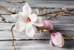 Magnolia Scented Candle