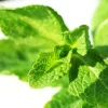 Mint - Soy Tarts