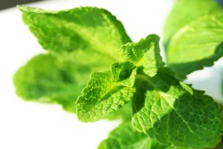 Mint Scented Candle
