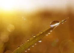 Morning Dew - Candle