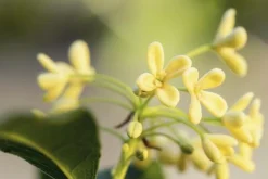 Olive Blossom - Soy Tarts