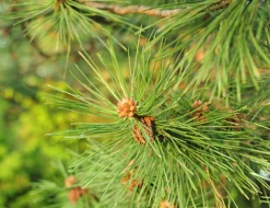Pine Needles Scented Candle