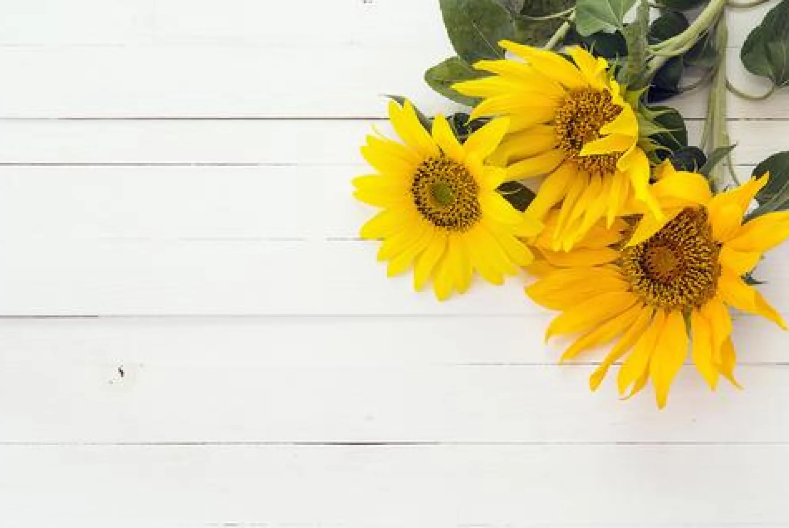 Sunflower - Soy Tarts
