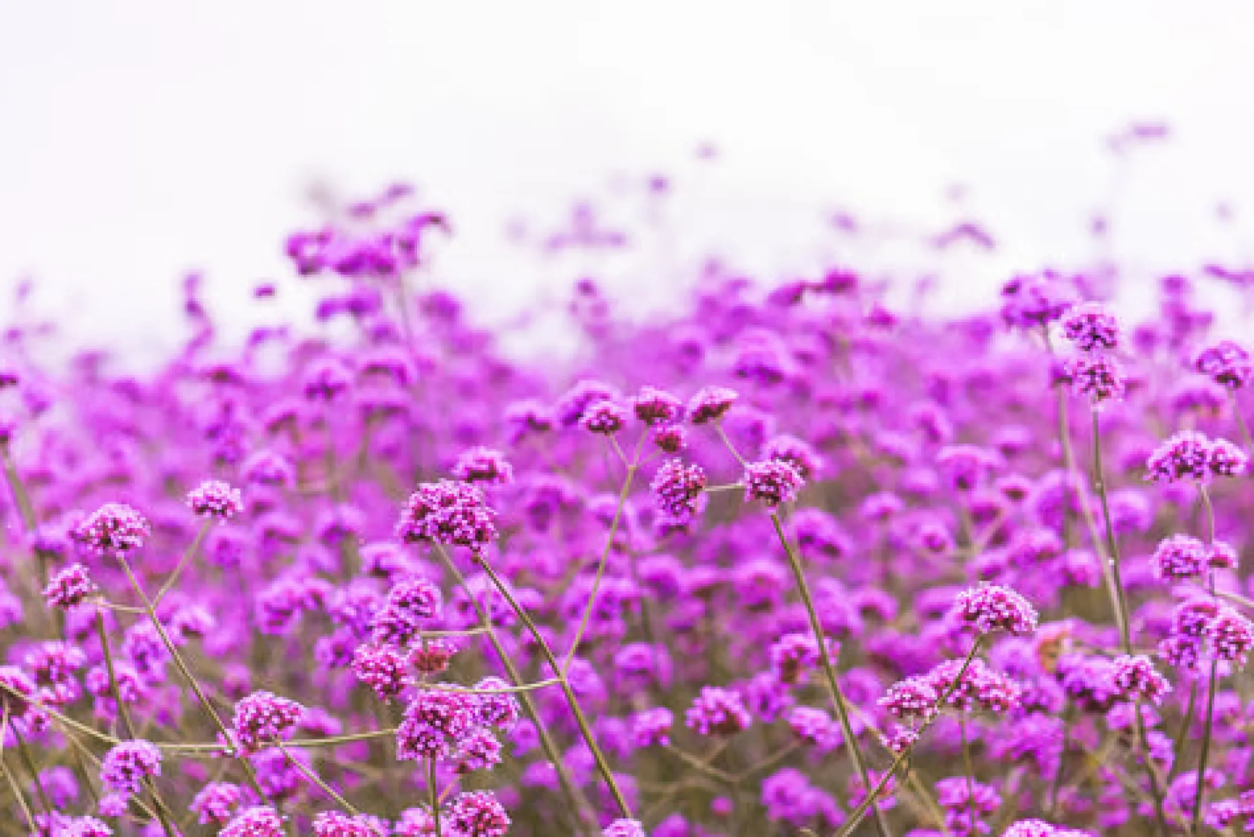 Verbena - Reed Diffuser