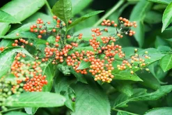 Wild Currant - Reed Diffuser